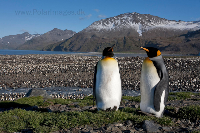 King penguins, St Andrews Bay_MG_4348