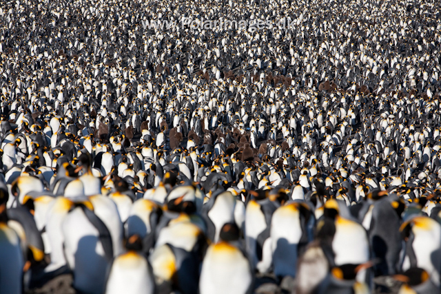 King penguins, St Andrews Bay_MG_4355