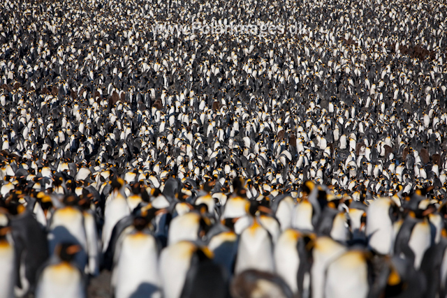 King penguins, St Andrews Bay_MG_4364