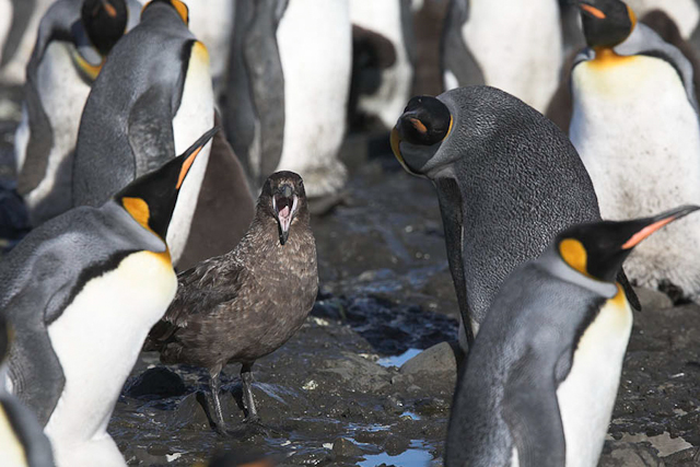 King penguins and Skua_MG_3111