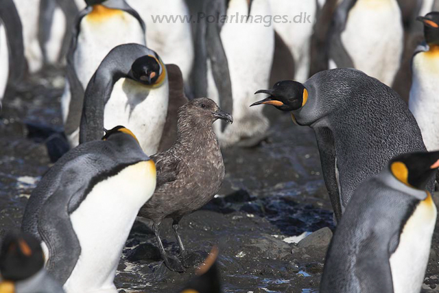 King penguins and Skua, SG_MG_3108