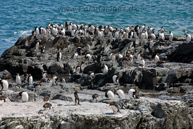 Macaroni Penguin, Rookery Point_MG_7839