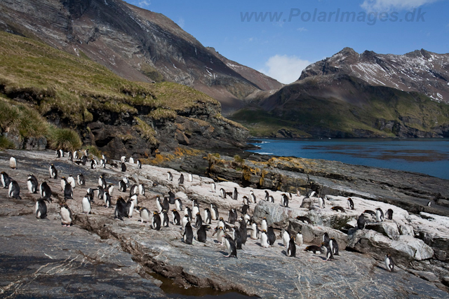 Macaroni Penguin, Rookery Point_MG_7843