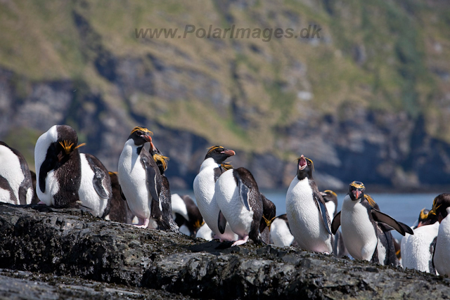 Macaroni Penguin, Rookery Point_MG_7859