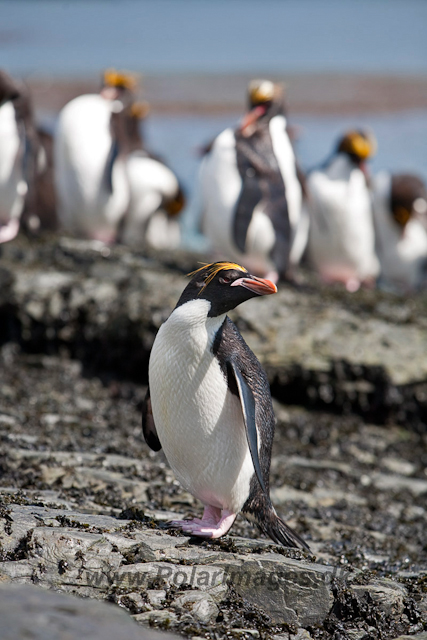 Macaroni Penguin, Rookery Point_MG_7867