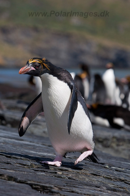 Macaroni Penguin, Rookery Point_MG_7870