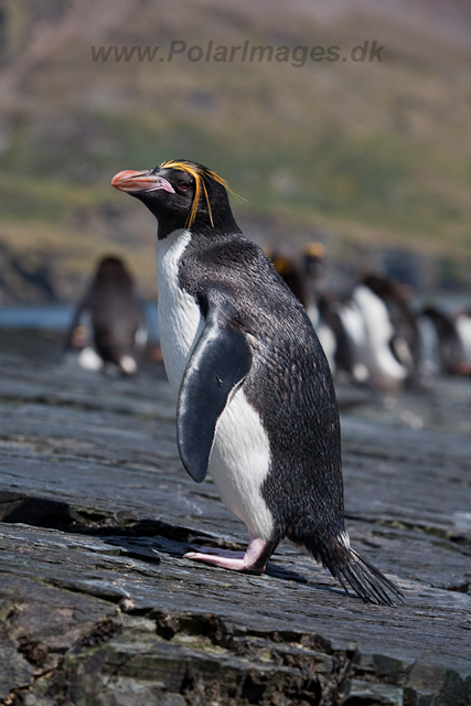 Macaroni Penguin, Rookery Point_MG_7880