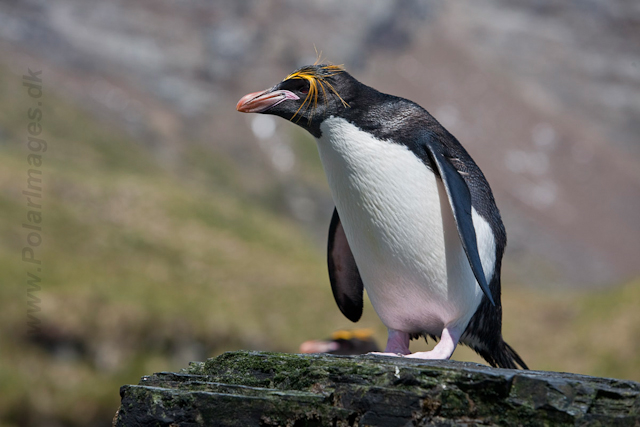 Macaroni Penguin, Rookery Point_MG_7887