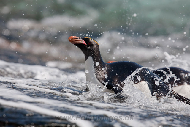 Macaroni Penguin, Rookery Point_MG_7943