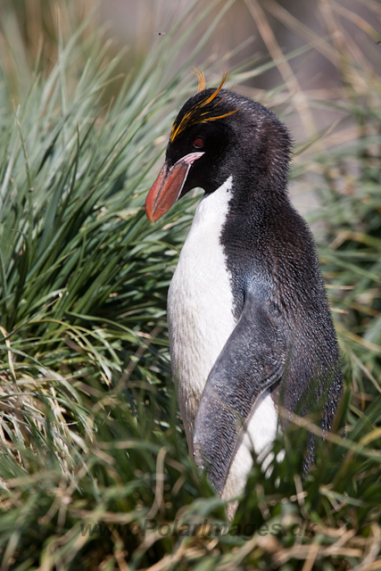 Macaroni Penguin, Rookery Point_MG_7955