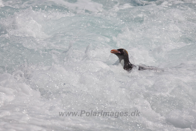 Macaroni Penguin, Rookery Point_MG_7963