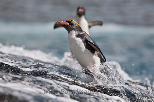 Macaroni Penguin, Rookery Point_MG_7970