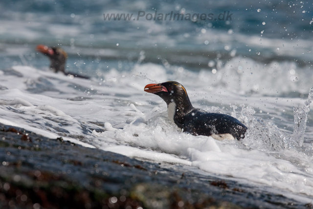 Macaroni Penguin, Rookery Point_MG_7979