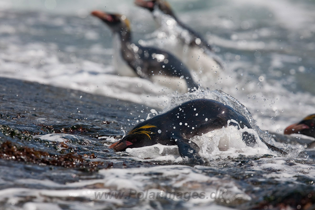 Macaroni Penguin, Rookery Point_MG_7990