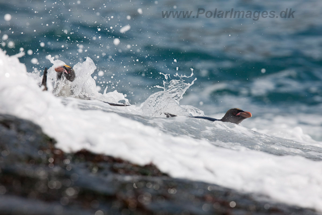 Macaroni Penguin, Rookery Point_MG_8002