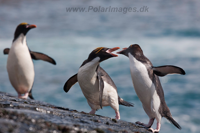 Macaroni Penguin, Rookery Point_MG_8008