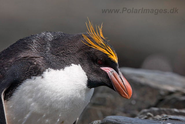 Macaroni Penguin, Rookery Point_MG_8026