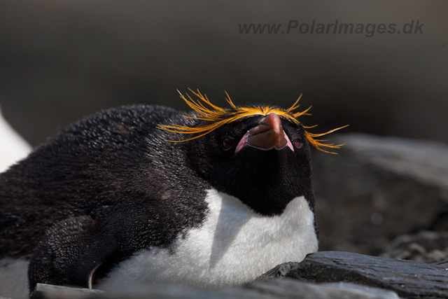 Macaroni Penguin, Rookery Point_MG_8028