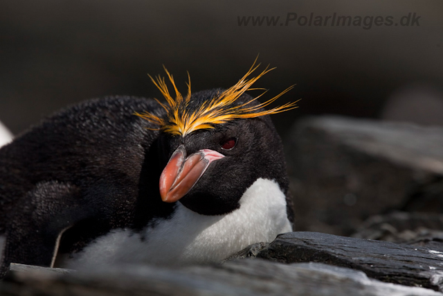 Macaroni Penguin, Rookery Point_MG_8031