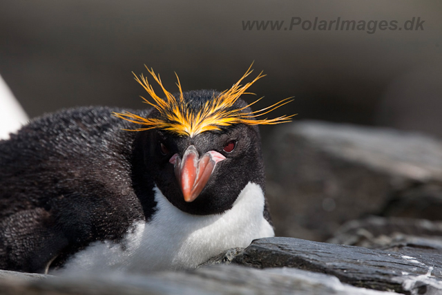 Macaroni Penguin, Rookery Point_MG_8040