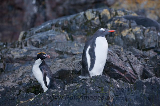 Macaroni and Gentoo Penguin_MG_8148