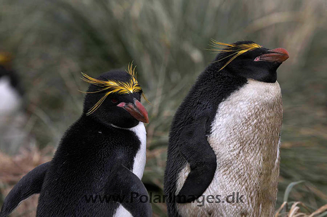 Macaroni penguin, Cooper Bay_MG_1614