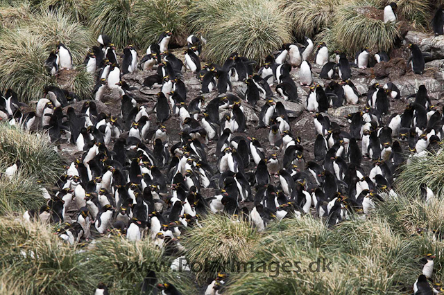 Macaroni penguin, Cooper Bay_MG_1637