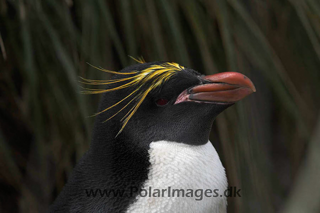 Macaroni penguin, Cooper Bay_MG_1640