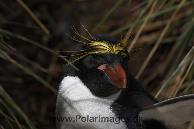 Macaroni penguin, Cooper Bay_MG_1655