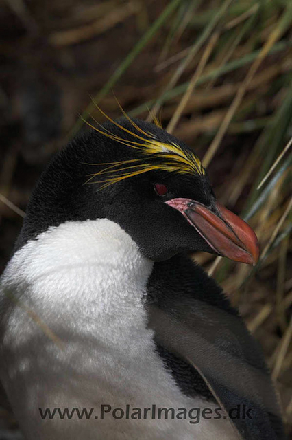 Macaroni penguin, Cooper Bay_MG_1663