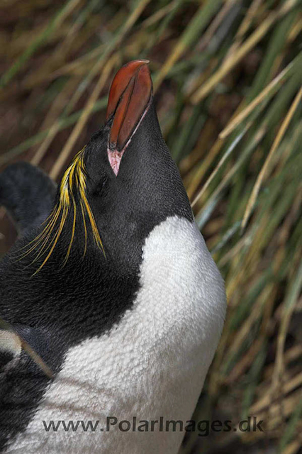 Macaroni penguin, Cooper Bay_MG_1683