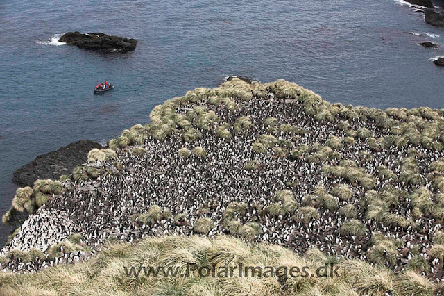 Macaroni penguin, Cooper Bay_MG_1702