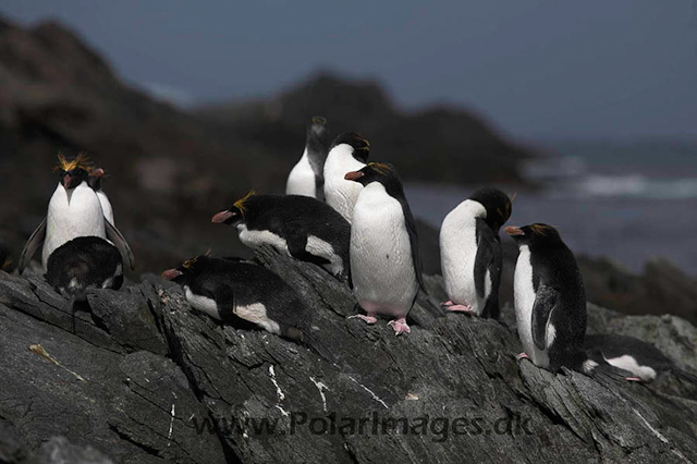 Macaroni penguin, Cooper Bay_MG_1848