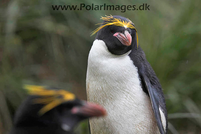 Macaroni penguin, Cooper Bay_MG_8147