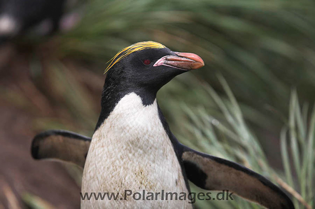 Macaroni penguin, Cooper Bay_MG_8205