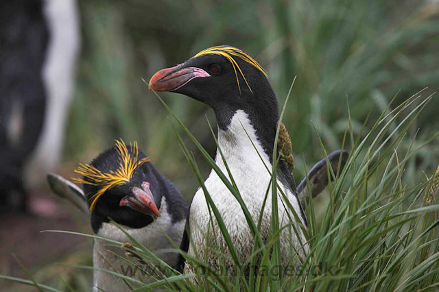 Macaroni penguin, Cooper Bay_MG_8211