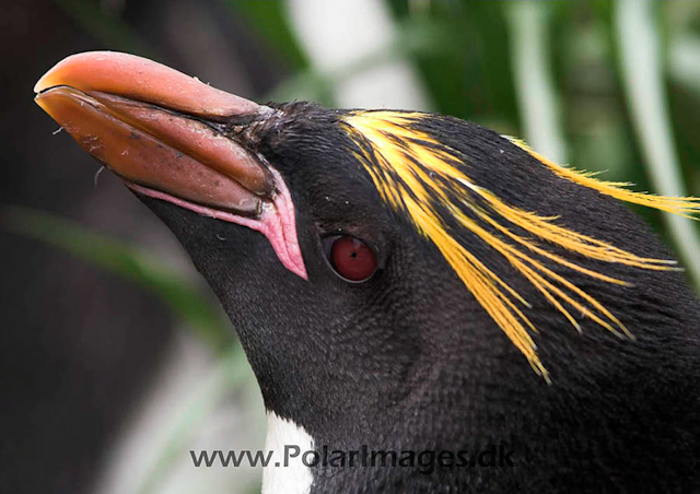 Macaroni penguin, Cooper Bay PICT7199