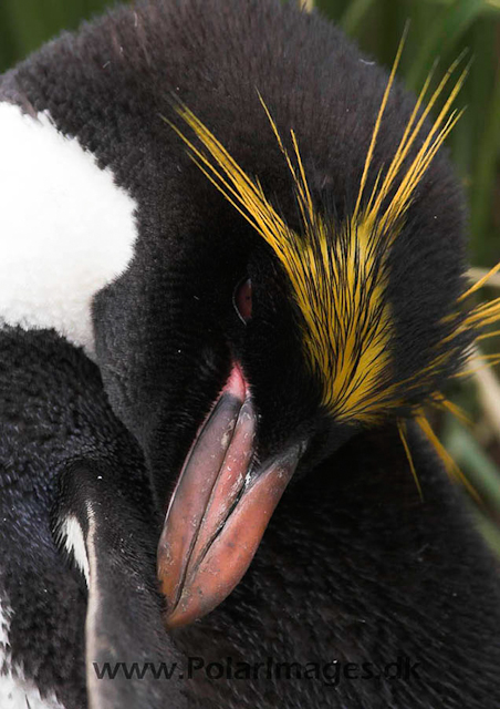 Macaroni penguin, Cooper Bay PICT7205