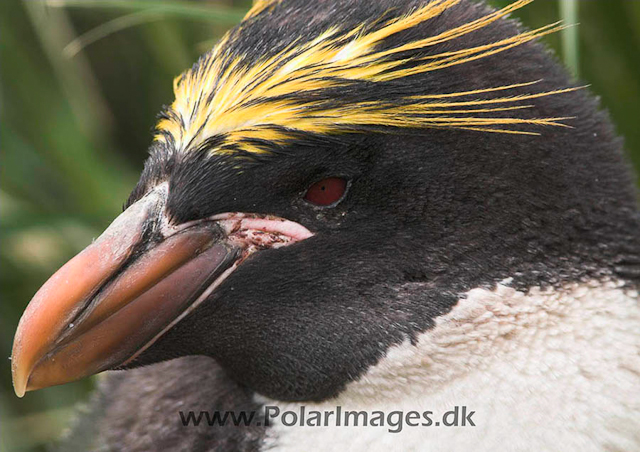 Macaroni penguin, Cooper Bay PICT7224