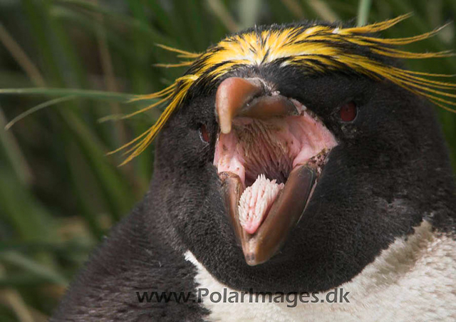 Macaroni penguin, Cooper Bay PICT7226