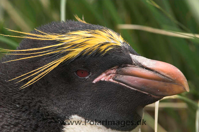 Macaroni penguin, Cooper Bay PICT7232