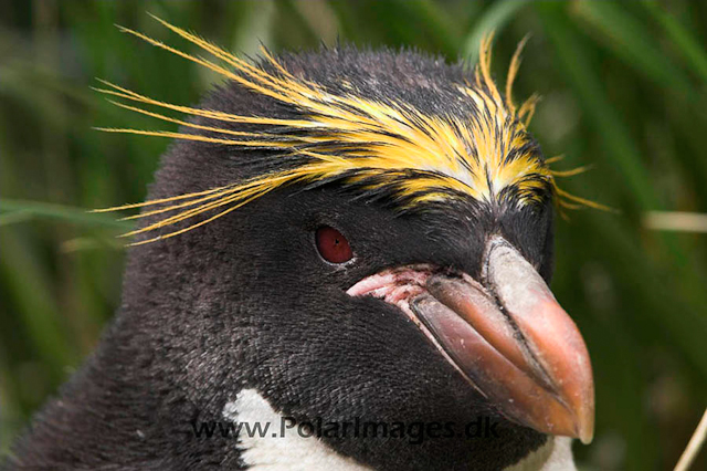 Macaroni penguin, Cooper Bay PICT7236