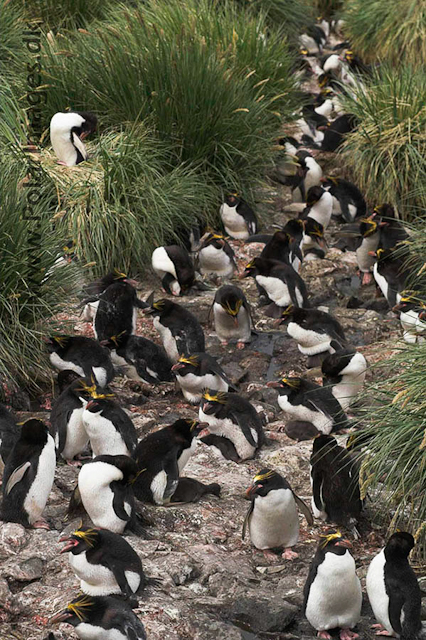 Macaroni penguin, Cooper Bay PICT7244