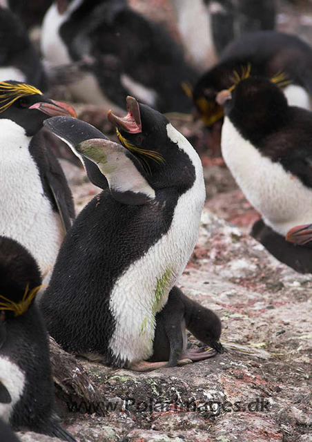 Macaroni penguin, Cooper Bay PICT7250