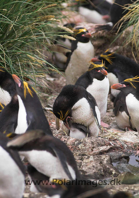 Macaroni penguin, Cooper Bay PICT7254