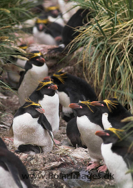 Macaroni penguin, Cooper Bay PICT7258