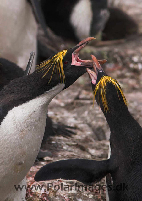 Macaroni penguin, Cooper Bay PICT7259