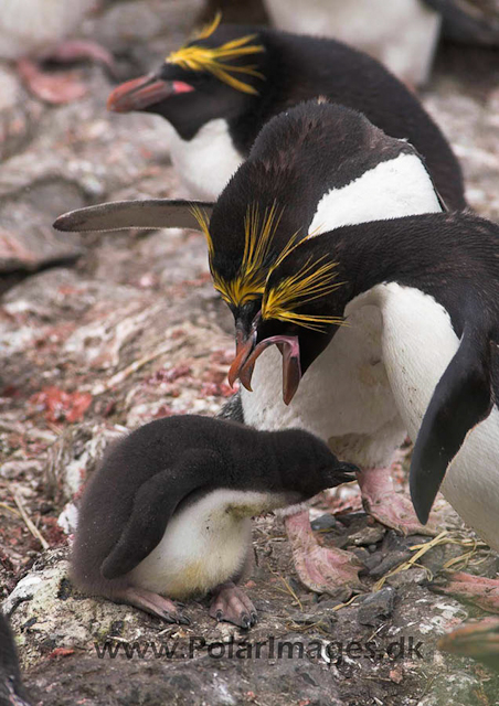 Macaroni penguin, Cooper Bay PICT7262