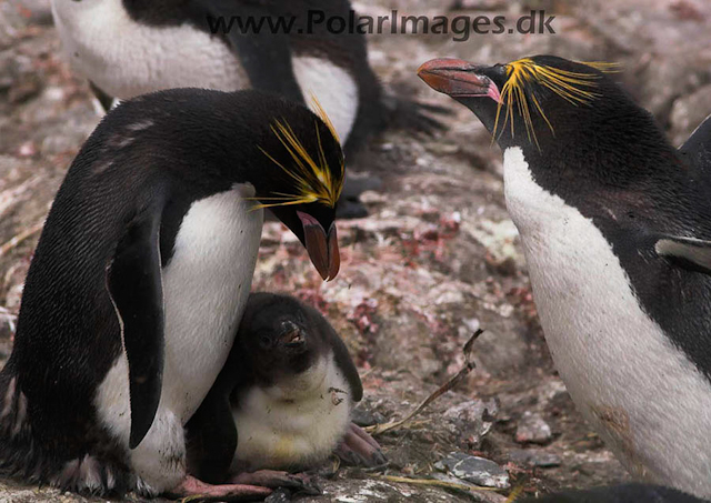 Macaroni penguin, Cooper Bay PICT7270