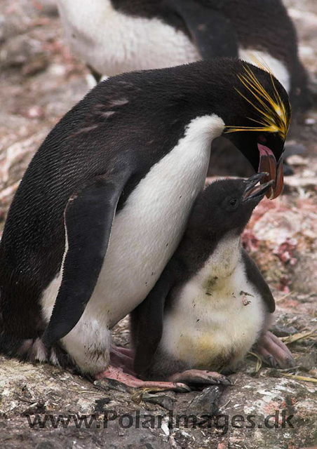 Macaroni penguin, Cooper Bay PICT7272